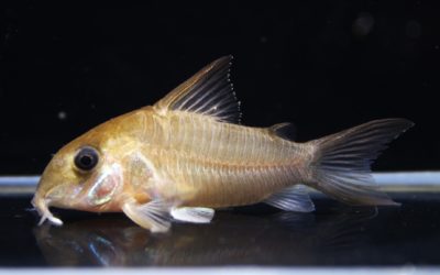 ギアネンシス　タパナホニーリバー