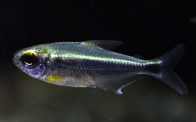 カイアポーテトラ