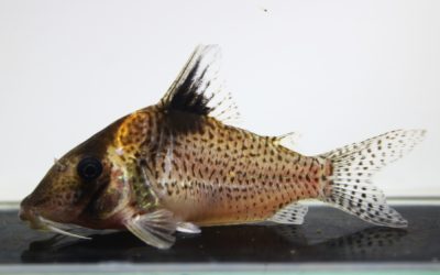 SLNメラニスチウス　ネグロ