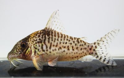 キンチャン　ロンドニア（2）