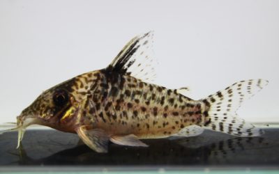 キンチャン　ロンドニア（8）