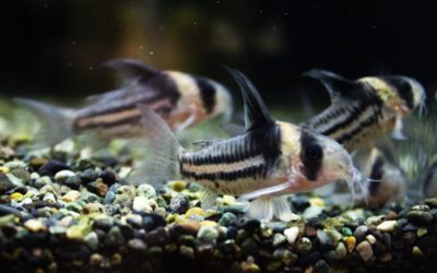 コルレア　enブリード　