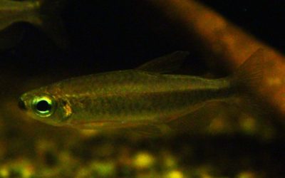 フェニックスコンゴテトラ　マコウア