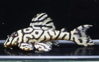 ダンプティ♂No.2×♀（No.1×No.2）　F2　23ブリード　ペア