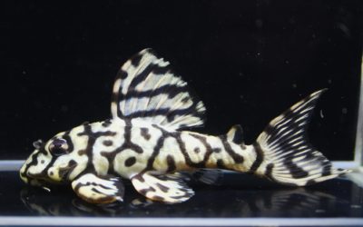 ダンプティ♂No.2×♀（No.1×No.2）　F2　23ブリード