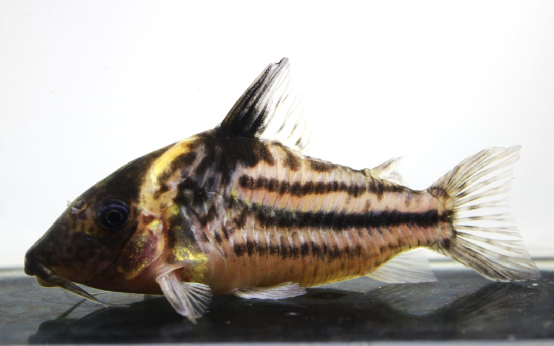 スリーラインビファシアータス　