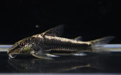 スーパーバイヤニーニョ　メイビーペア（2）