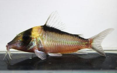 イミテーターXL