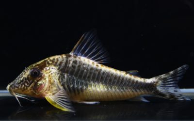 セミアキルス　ブラックペルーXL