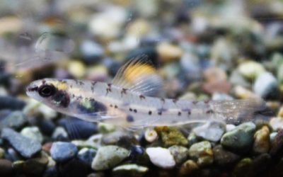 ペルビアングラスダータテトラ