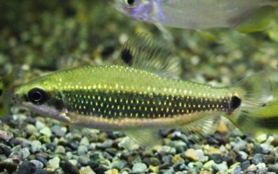 ディスティコダス トゥジェルシー