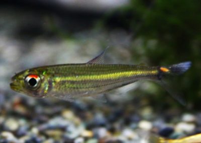 ブリコノプスsp．コロンビア