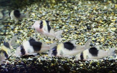 ニューSNスーパービコロール　アパポリスリバー