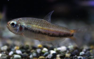 シャラクテトラⅡ