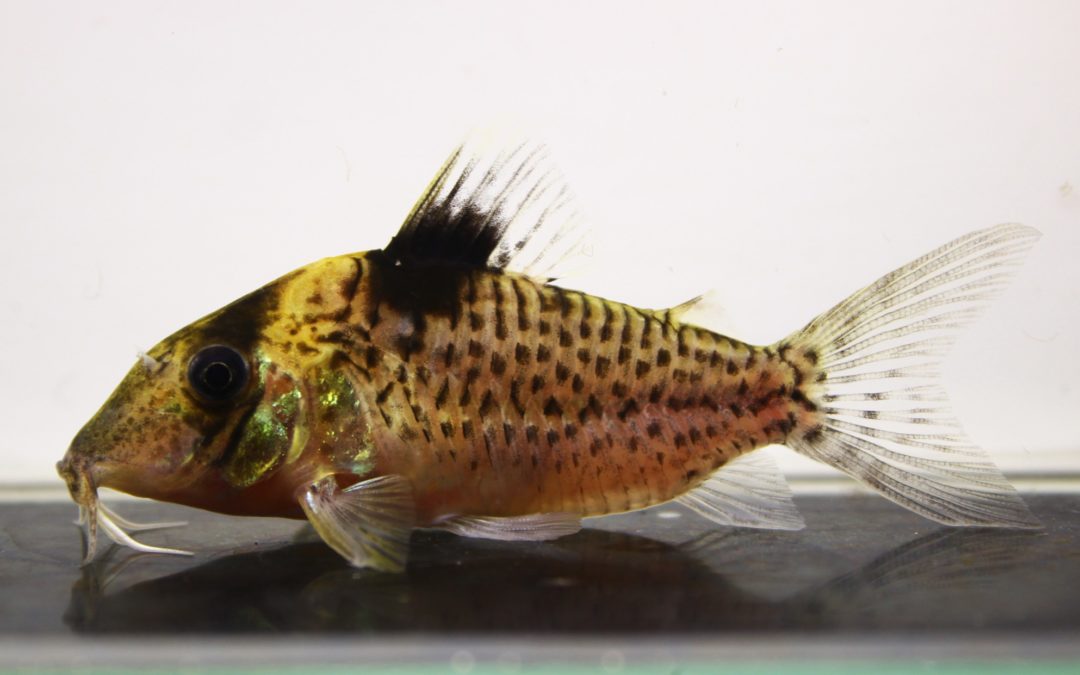 エフィピフェール