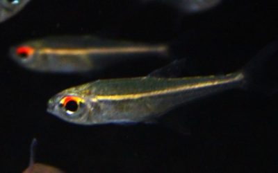 ホプロカラックス　ゴエッセイ