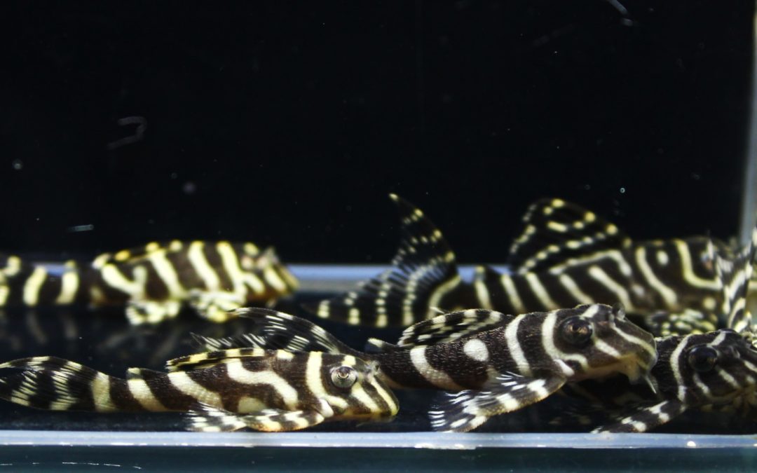 ♂第一エース（chii）×♀第一エース（chii）　23ブリード　6匹セット