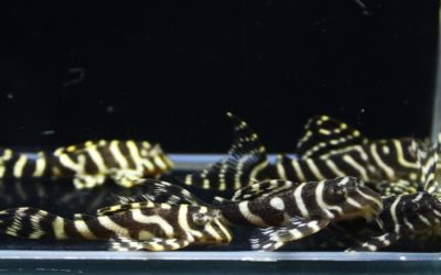 ♂第一エース（chii）×♀第一エース（chii）　23ブリード　6匹セット