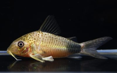 マツザカエ（2）