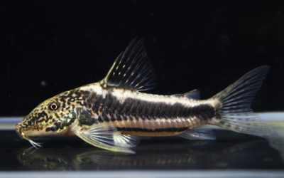 スーパーバイヤニーニョ　メイビーペア（1）