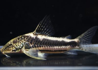 スーパーバイヤニーニョ　メイビーペア