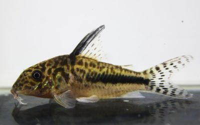 SLNフィラメントースス　コランタインリバー