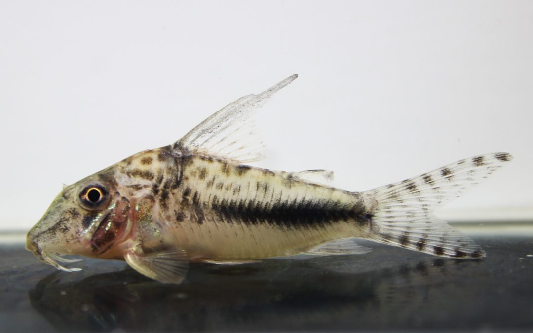 LNフィラメントーサス　コランタインリバー　