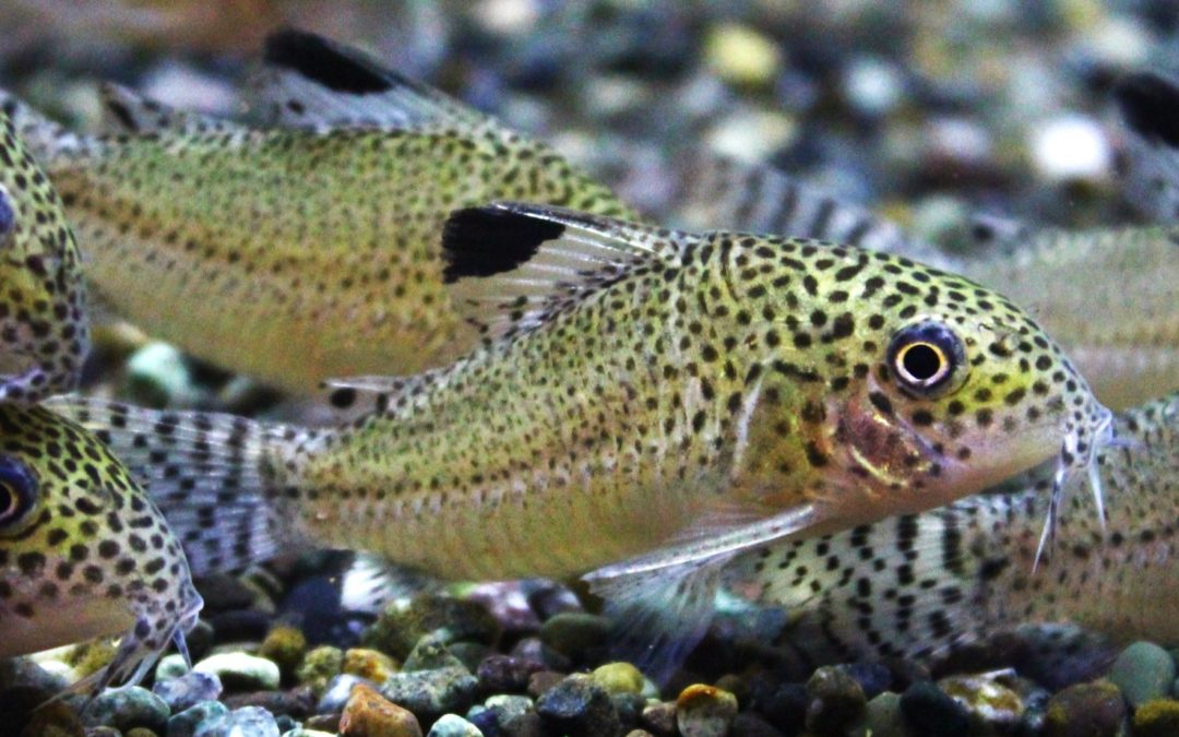 プンクタータス　マロニーリバー