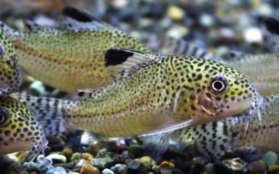 プンクタータス　マロニーリバー