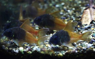 ビーコンコロール