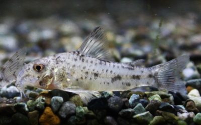 コチュイ　リアル　マットグロッソ