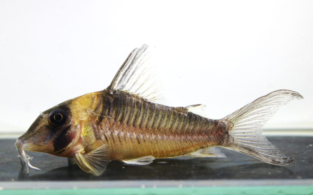 コリドラス新入荷 | AQUASHOP つきみ堂