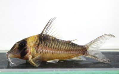 LNヴァージニアエ