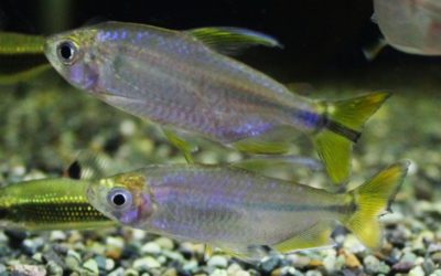 レッドテールサファイアコンゴテトラ