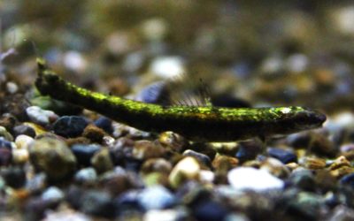 プラチナグリーンダータテトラ（2）