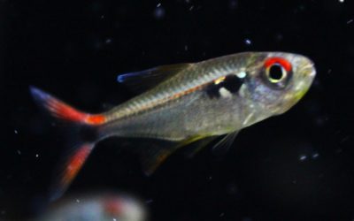 ファイヤーテールホタルテトラ