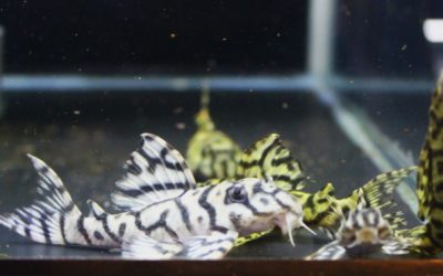 ダンプティL333スペシャル♂No.1×♀No.2  　F2　23ブリード　