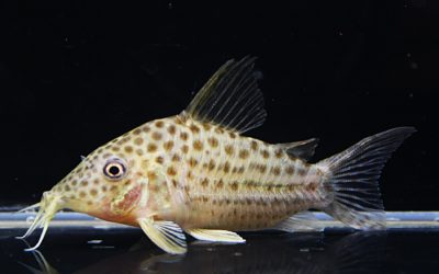 SLNラージスポットアラグアイエンシス　Wild　