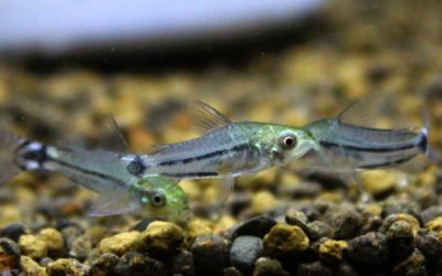 ブラックラインハステータス　タパジョス