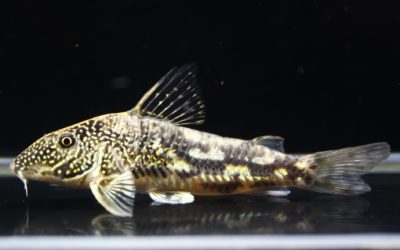 バルバータスML　ペア