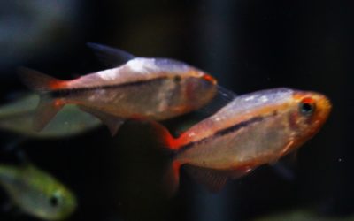 Hy.ミルメックスレッド