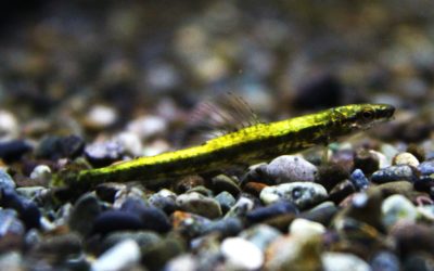 プラチナグリーンダータテトラ（1）