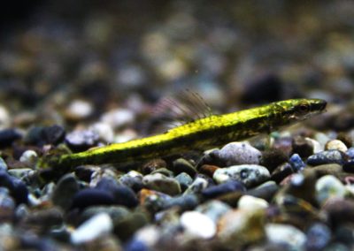 プラチナグリーンダータテトラ