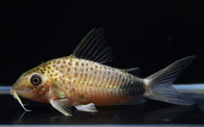 マツザカエ（1）