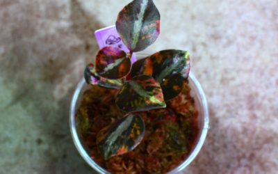 ペペロミア　メタリカ　コロンビアーナ斑入り