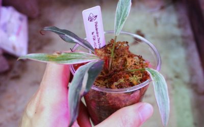 フィロデンドロン　ピンクプリンセス　ミューテーション