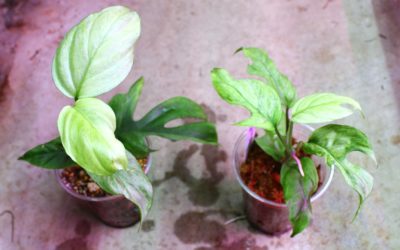 Rhaphidophora budoguensis variegated