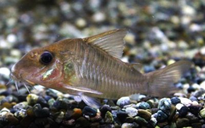 cf.ギアネンシス　マロニーリバー