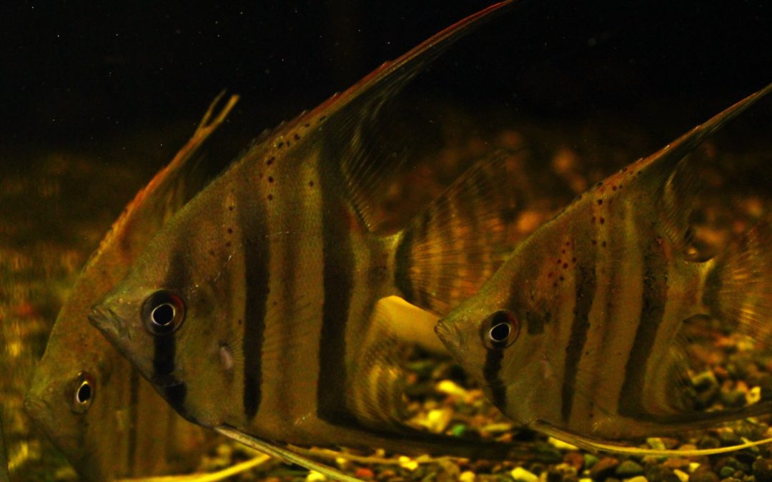 レッドショルダースカラレエンゼル　サンタイザベル