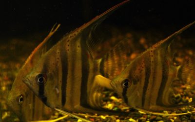 レッドショルダースカラレエンゼル　サンタイザベル